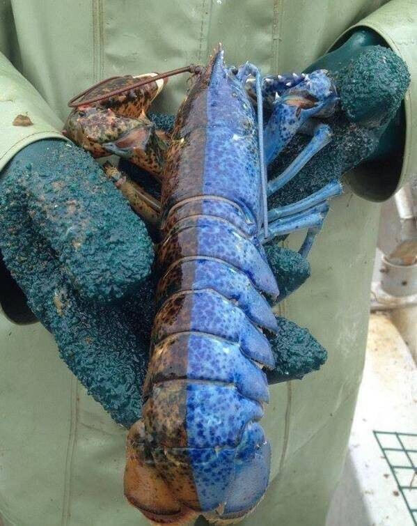 蓝色淡水小龙虾多少钱一只(目前蓝色龙虾多少钱一只)